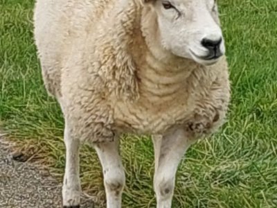 Graanrepubliek_oktober_2024_43